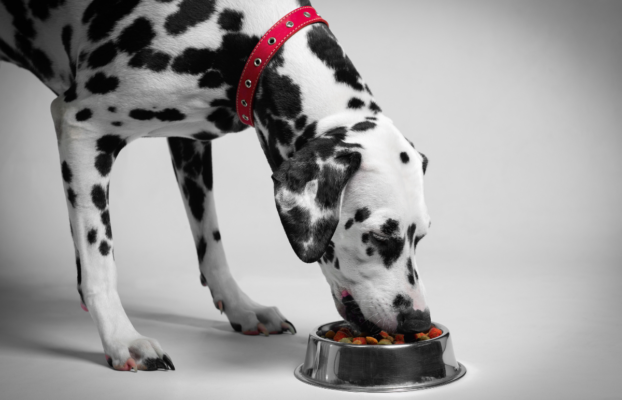 Feeding Mans Best Friend: The Best Dog Food Brands In Upington