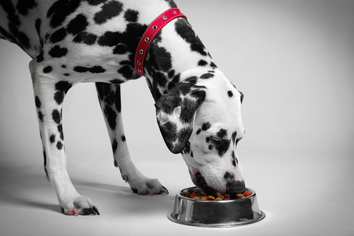 Feeding Mans Best Friend: The Best Dog Food Brands In Upington