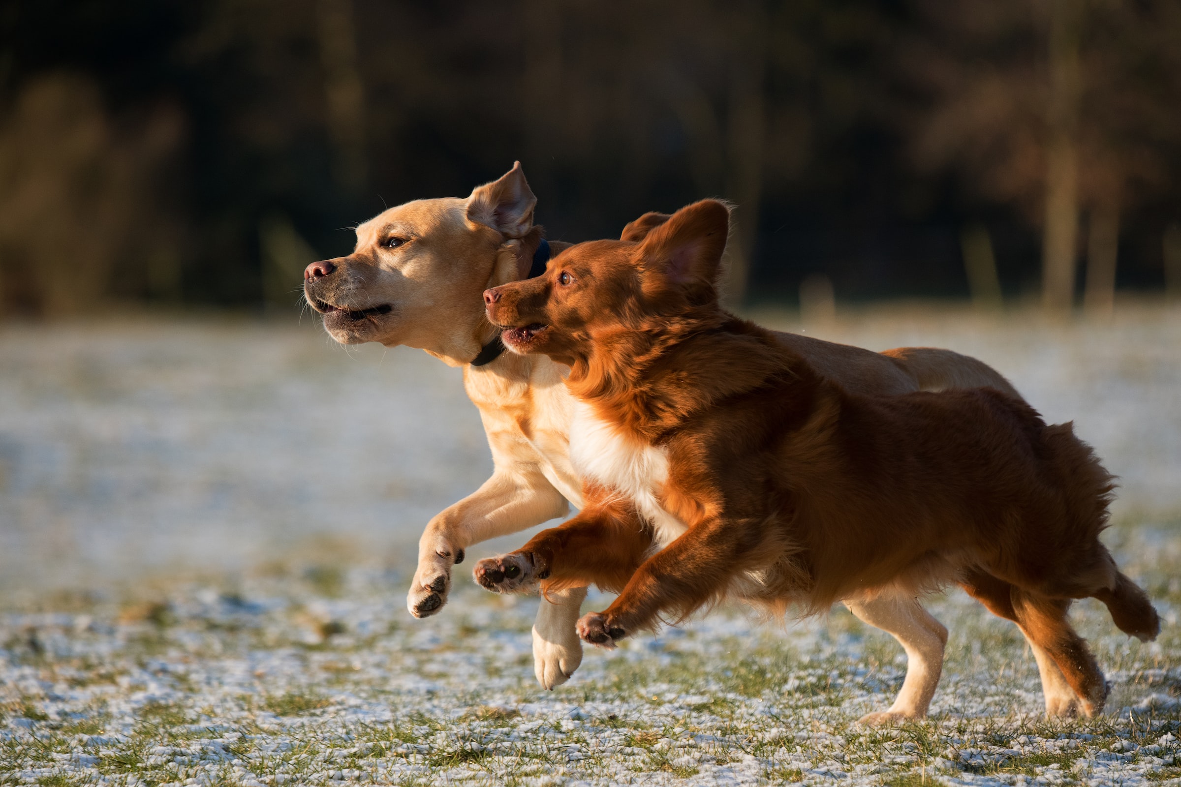 Looking For High Quality Dog Food? 