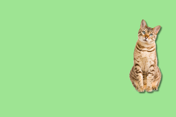 Essentials category image
