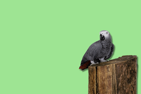 Bird Seeds, Cages and Toys