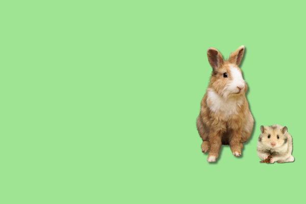 Rabbits-and-hamsters